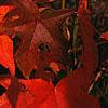 Liquidambar styraciflua, fall color