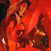 Liquidambar styraciflua, fall color