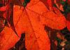 Liquidambar styraciflua, fall color