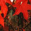 Liquidambar styraciflua, fall color