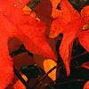 Liquidambar styraciflua, fall color