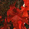 Liquidambar styraciflua, fall color