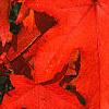 Liquidambar styraciflua, fall color