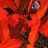 Liquidambar styraciflua, fall color