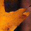 Liquidambar styraciflua, fall color