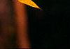 Liquidambar styraciflua, fall color