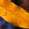 Liquidambar styraciflua, fall color