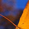 Liquidambar styraciflua, fall color