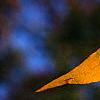 Liquidambar styraciflua, fall color