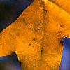 Liquidambar styraciflua, fall color
