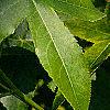 Liquidambar styraciflua 'Gold Dust', leaves