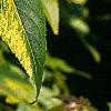Liquidambar styraciflua 'Gold Dust', leaves