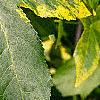 Liquidambar styraciflua 'Gold Dust', leaves