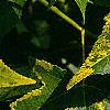 Liquidambar styraciflua 'Gold Dust', leaves