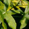 Liquidambar styraciflua 'Gold Dust', leaves