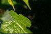 Liquidambar styraciflua 'Gold Dust', leaves