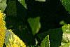 Liquidambar styraciflua 'Gold Dust', leaves