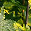 Liquidambar styraciflua 'Gold Dust', leaves