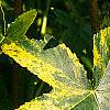 Liquidambar styraciflua 'Gold Dust', leaves