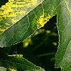 Liquidambar styraciflua 'Gold Dust', leaves