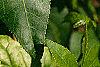 Liquidambar styraciflua 'Gold Dust', leaves