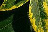 Liquidambar styraciflua 'Gold Dust', leaves