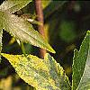 Liquidambar styraciflua 'Gold Dust', leaves