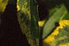 Liquidambar styraciflua 'Gold Dust', leaves