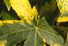 Liquidambar styraciflua 'Gold Dust', leaves