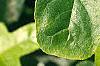 Liquidambar styraciflua 'Rotundifolia', leaves