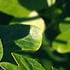 Liquidambar styraciflua 'Rotundifolia', leaves