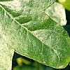Liquidambar styraciflua 'Rotundifolia', leaves