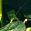 Liquidambar styraciflua 'Rotundifolia', leaves
