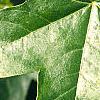 Liquidambar styraciflua 'Rotundifolia', leaves