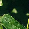 Liquidambar styraciflua 'Rotundifolia', leaves