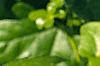 Liquidambar styraciflua 'Rotundifolia', leaves