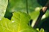 Liquidambar styraciflua 'Rotundifolia', leaves
