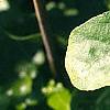 Liquidambar styraciflua 'Rotundifolia', leaves