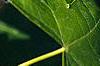 Liquidambar styraciflua 'Rotundifolia', leaves