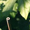 Liquidambar styraciflua 'Rotundifolia', leaves