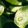 Liquidambar styraciflua 'Rotundifolia', leaves
