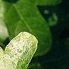 Liquidambar styraciflua 'Rotundifolia', leaves