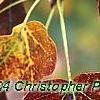 Liquidambar styraciflua 'Rotundifolia', fall color