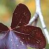 Liquidambar styraciflua 'Rotundifolia', fall color