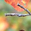 Liquidambar styraciflua 'Rotundifolia', fall color