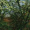 Loropetalum chinense, habit