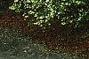 Loropetalum chinense, habit