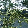 Loropetalum chinense, habit