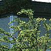 Loropetalum chinense, habit