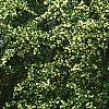 Loropetalum chinense, habit